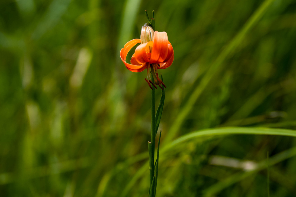 f:id:battorisassa:20190804064602j:plain