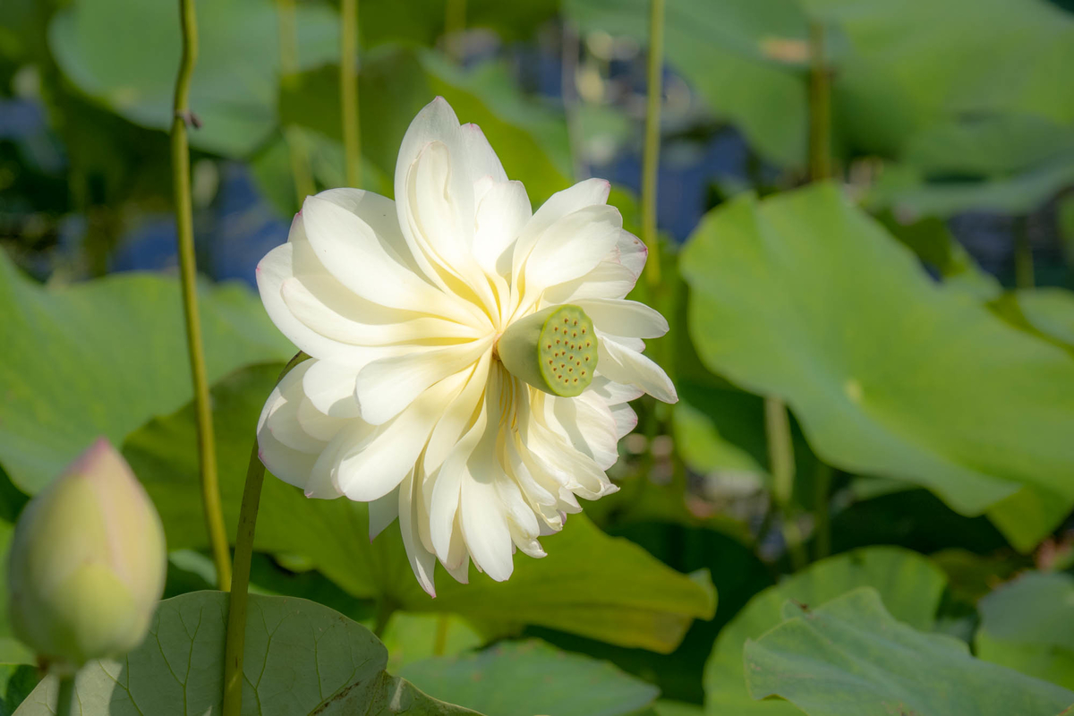 f:id:battorisassa:20190805093218j:plain