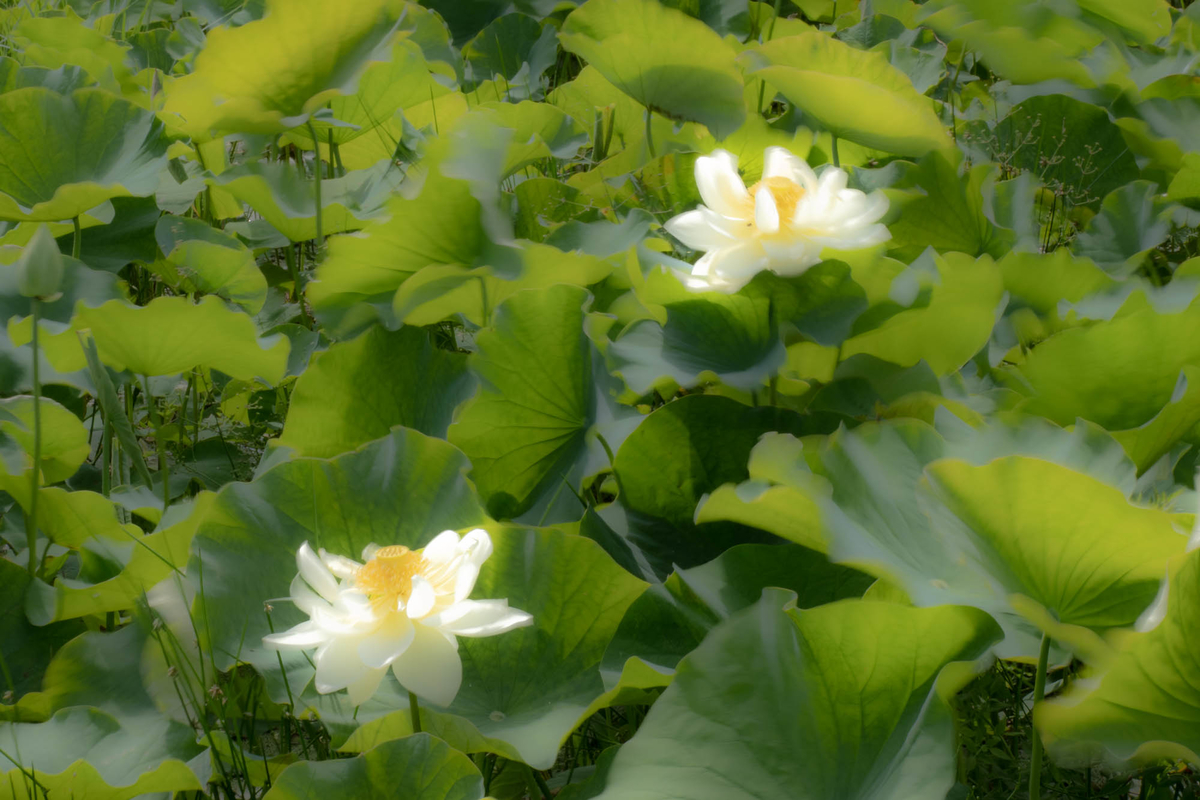 f:id:battorisassa:20190805093239j:plain