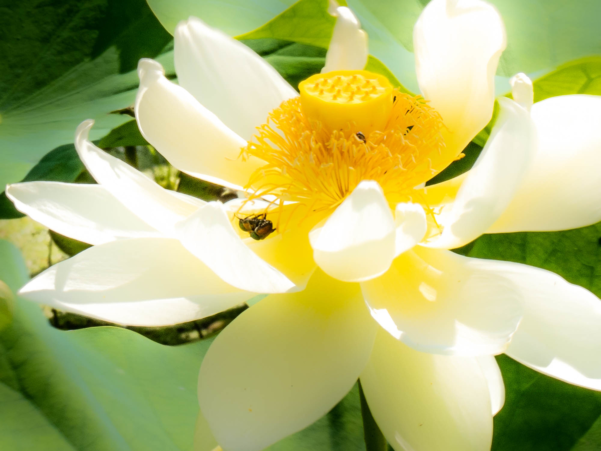f:id:battorisassa:20190805093302j:plain