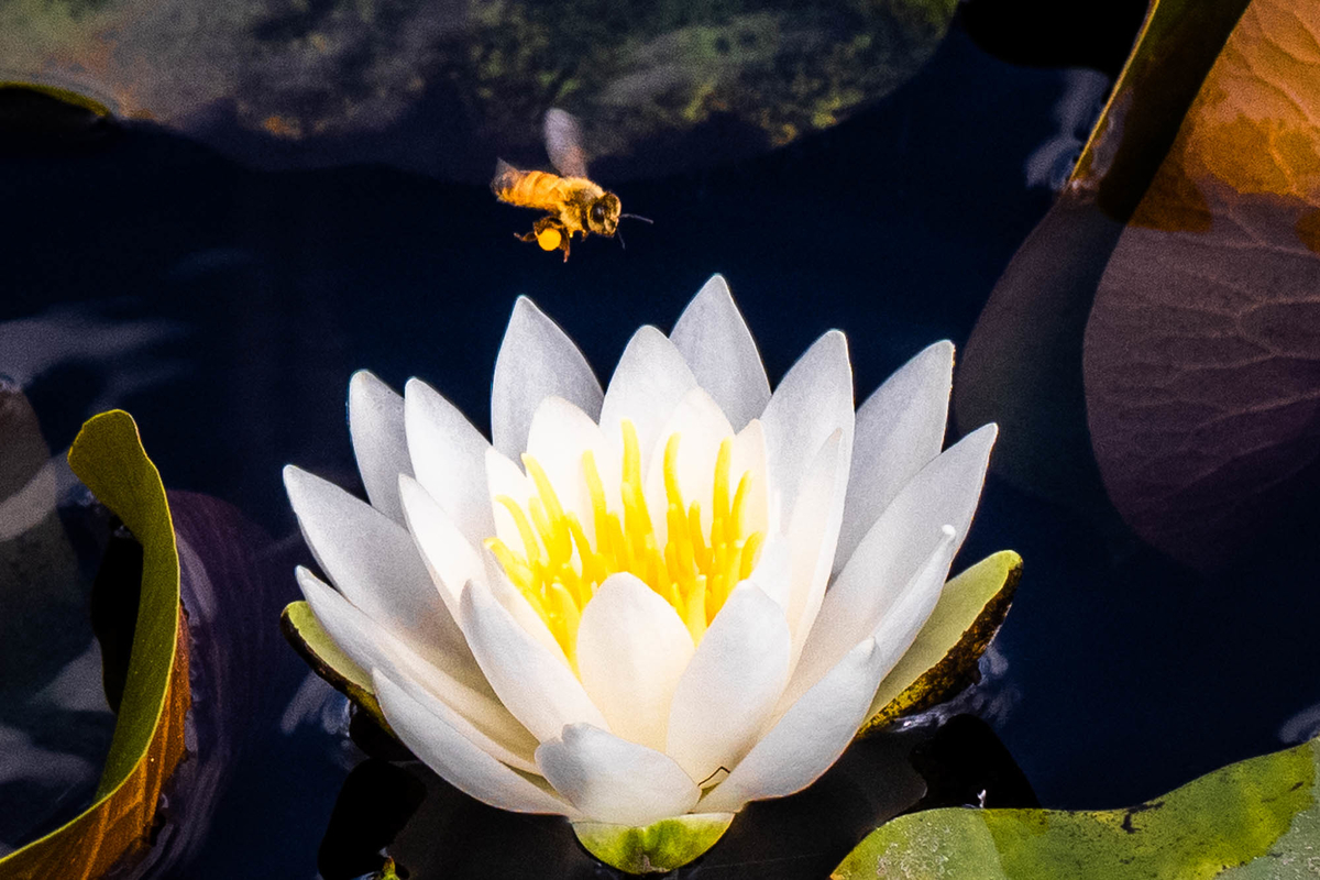 f:id:battorisassa:20190805093326j:plain