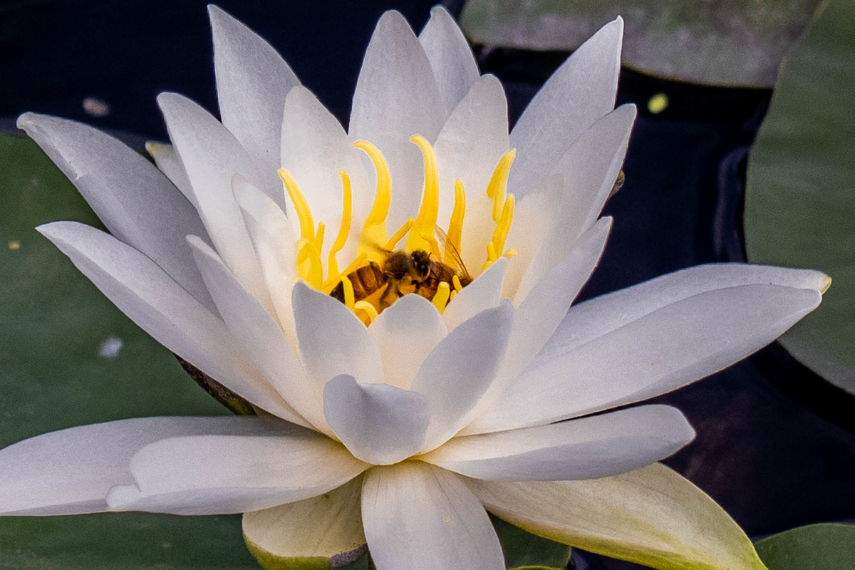 f:id:battorisassa:20190805093345j:plain