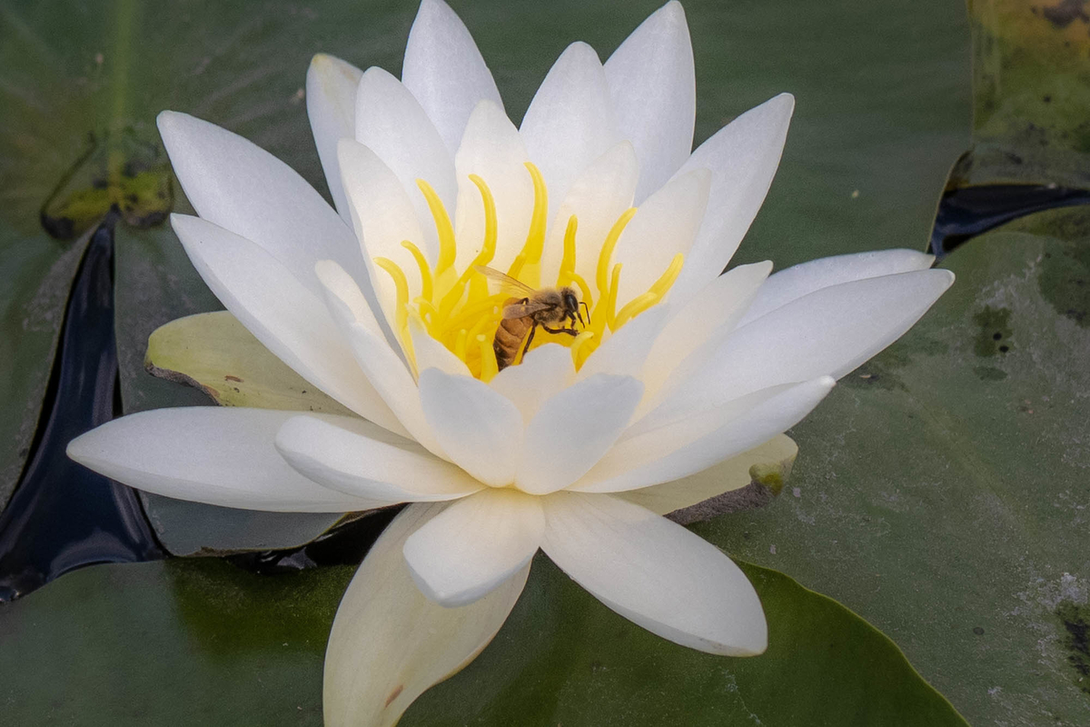 f:id:battorisassa:20190805093403j:plain