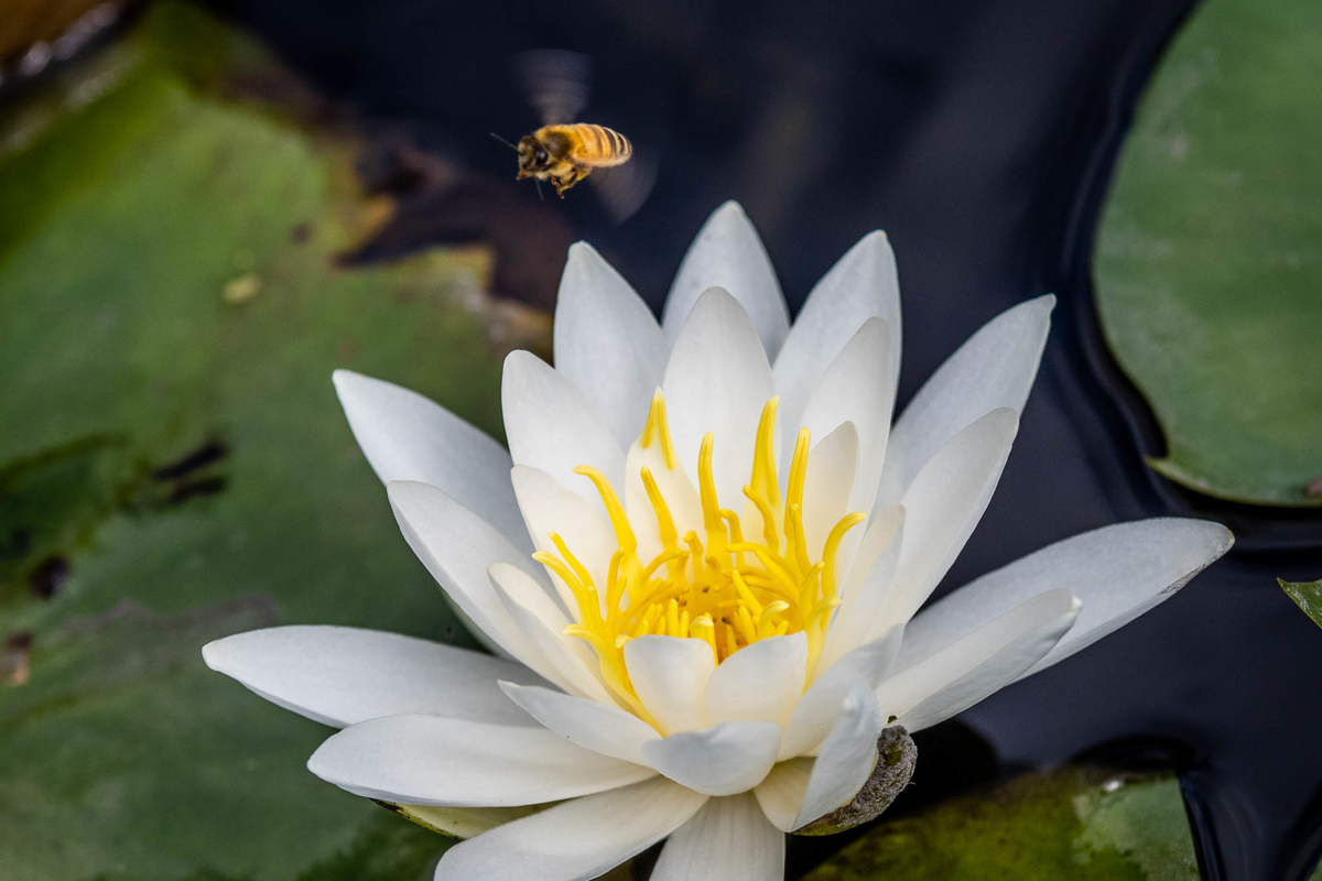 f:id:battorisassa:20190805093419j:plain