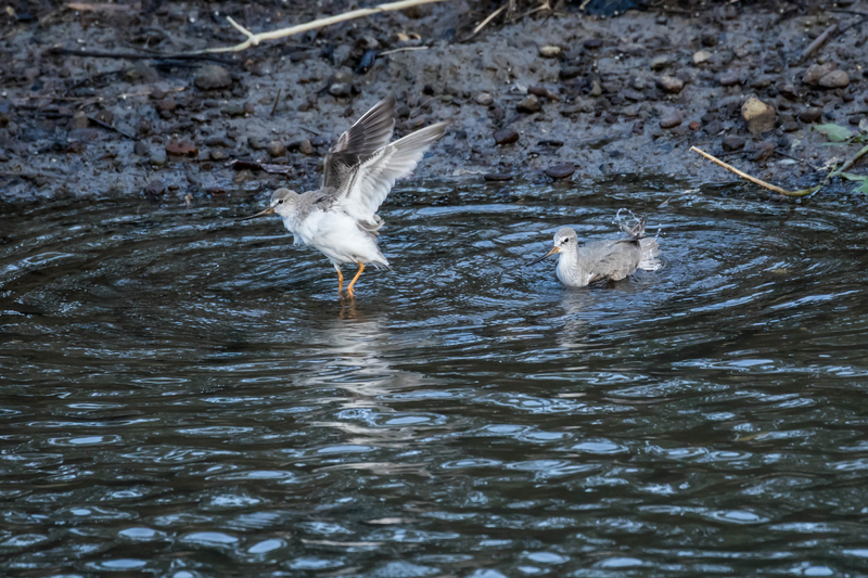 イメージ 7