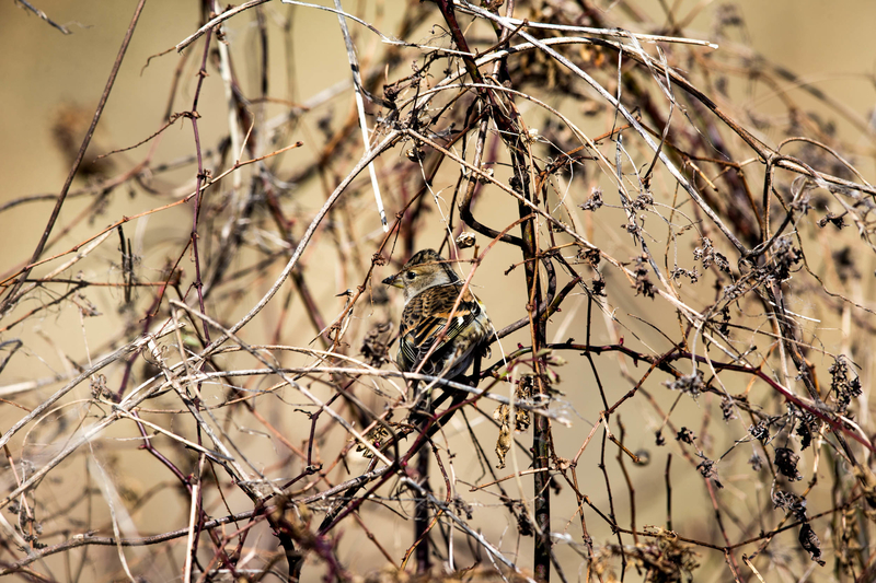 イメージ 7