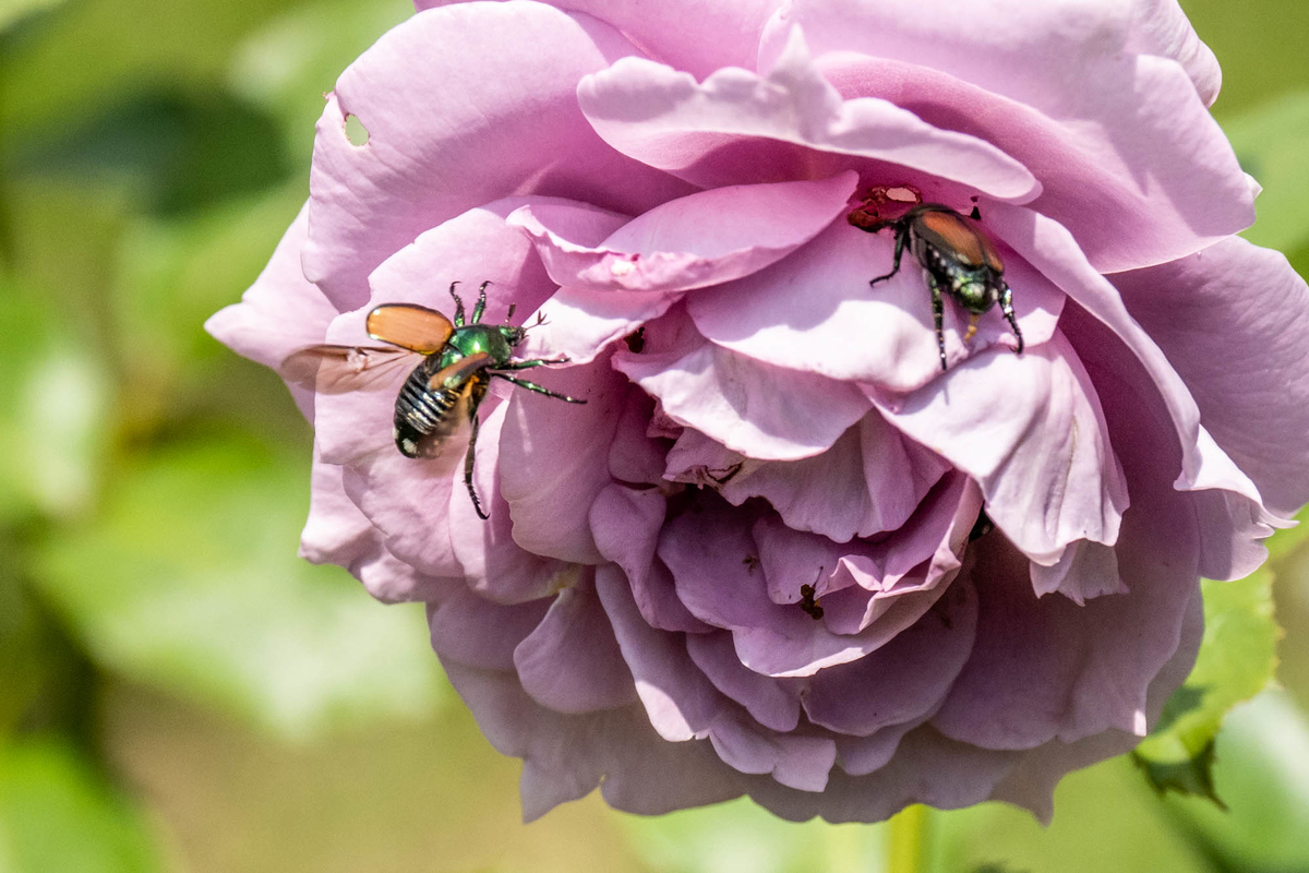 f:id:battorisassa:20190807082625j:plain