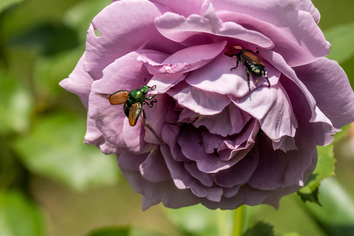 f:id:battorisassa:20190807082640j:plain