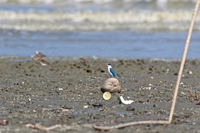 イメージ 5