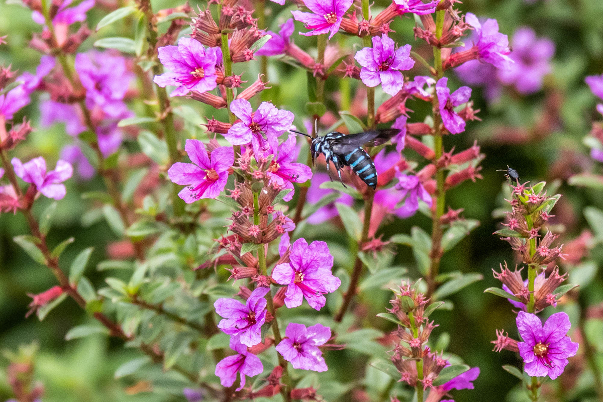 f:id:battorisassa:20190808220533j:plain