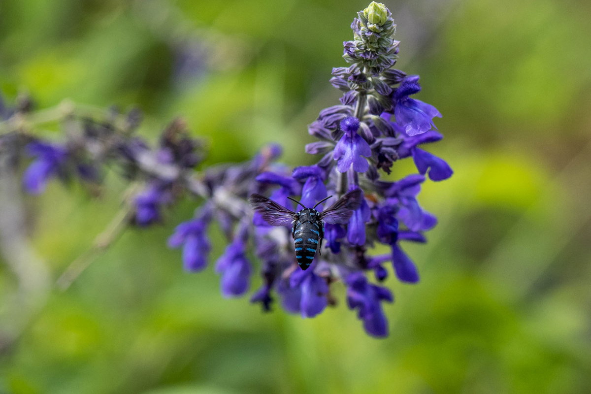 f:id:battorisassa:20190809184604j:plain