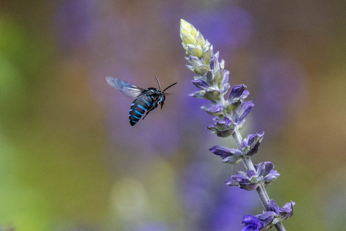 f:id:battorisassa:20190809184713j:plain