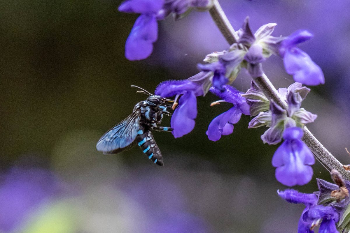 f:id:battorisassa:20190809184752j:plain
