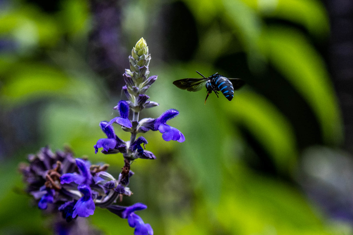 f:id:battorisassa:20190809191110j:plain
