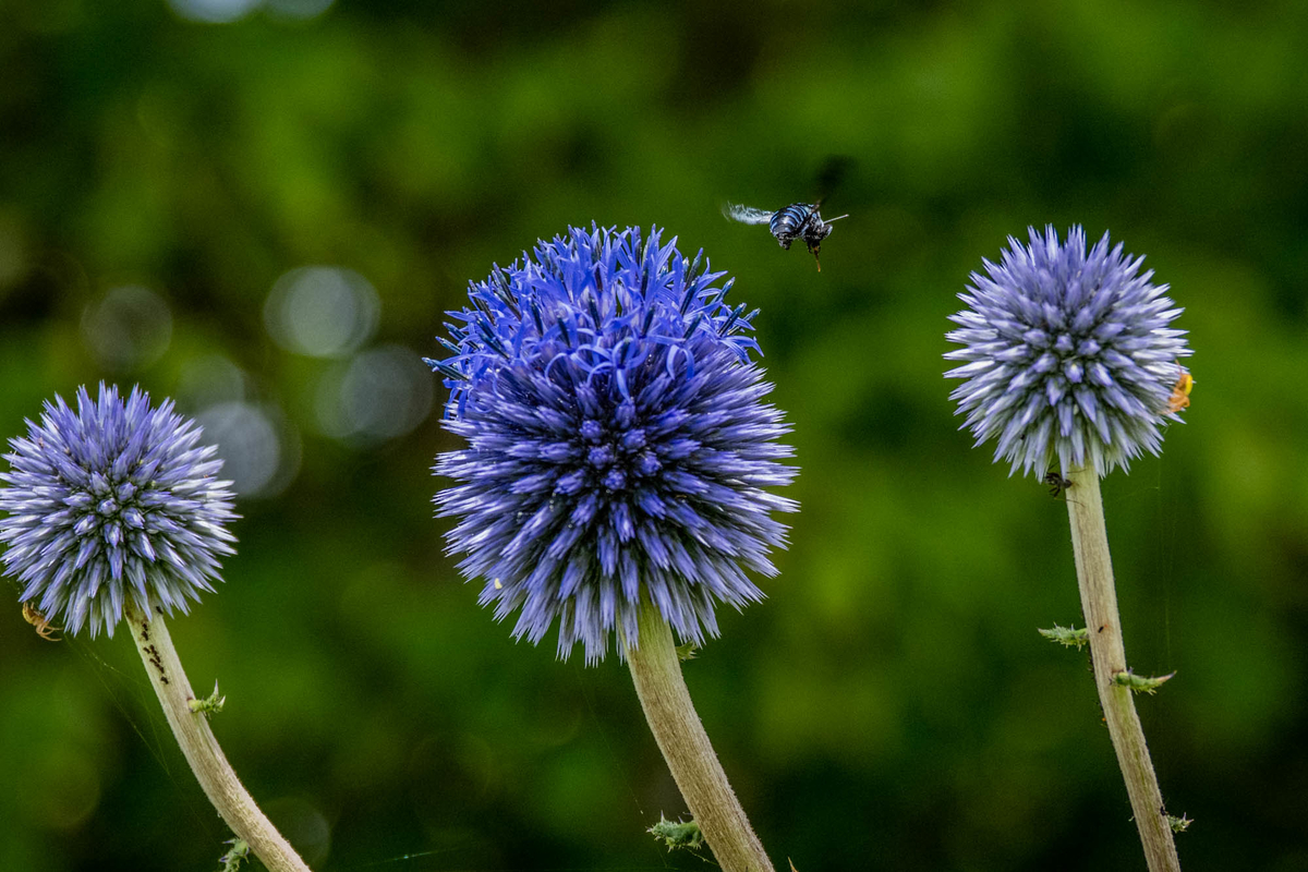 f:id:battorisassa:20190810194045j:plain