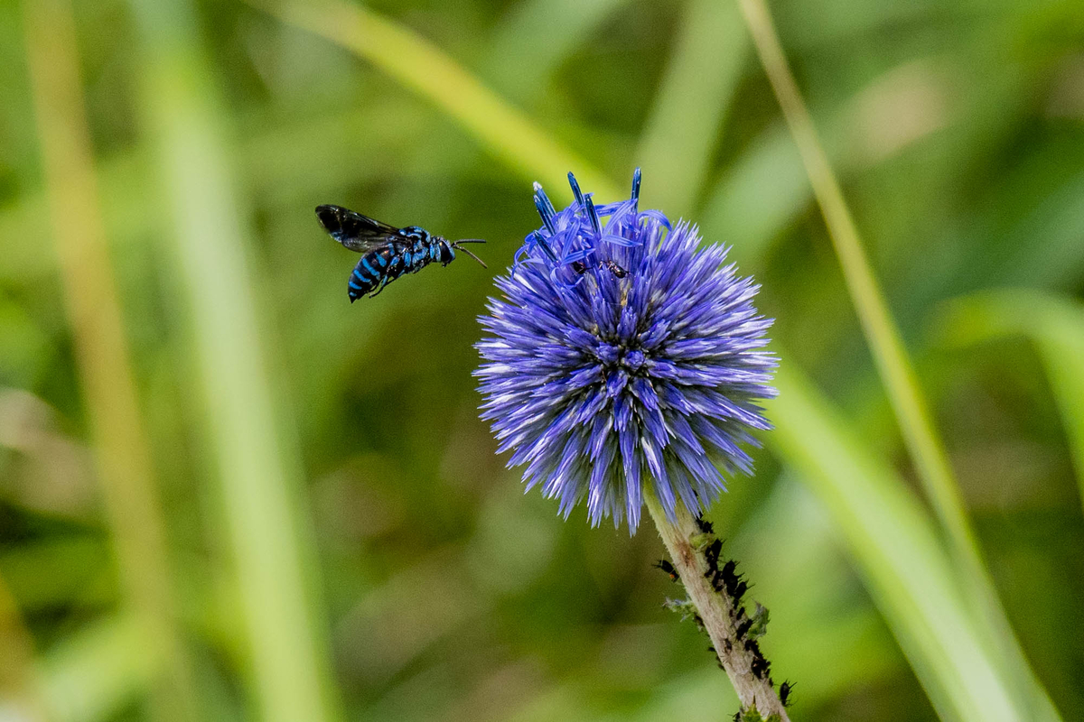 f:id:battorisassa:20190810194120j:plain