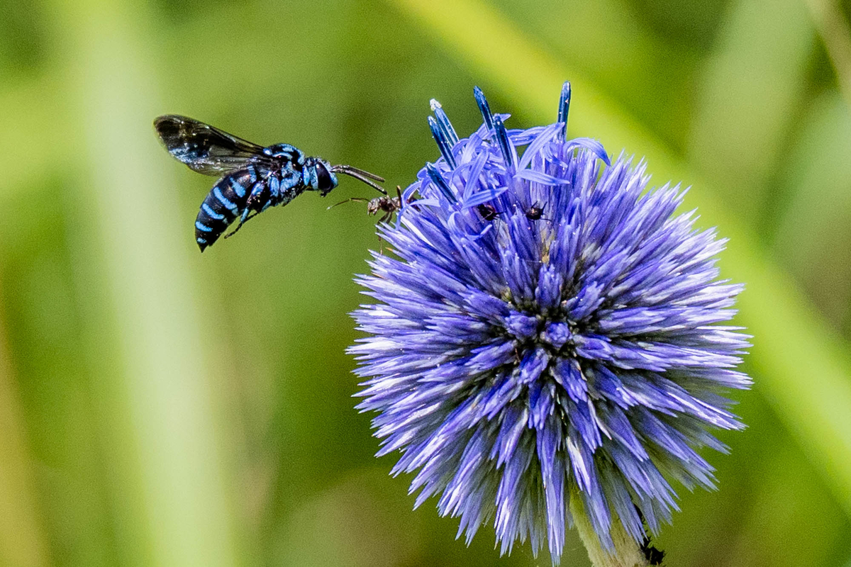 f:id:battorisassa:20190810194135j:plain