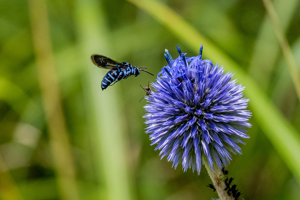 f:id:battorisassa:20190810194155j:plain