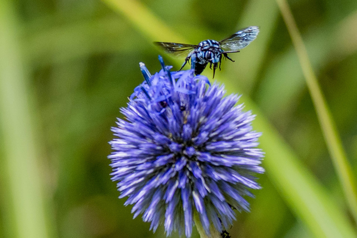 f:id:battorisassa:20190810194232j:plain