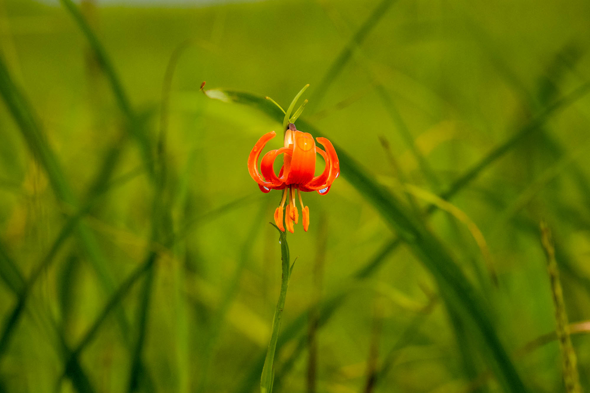 f:id:battorisassa:20190813103316j:plain