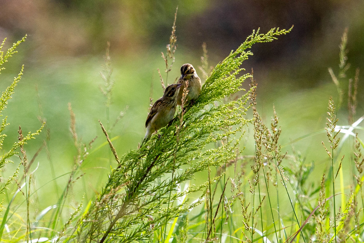 f:id:battorisassa:20190815082204j:plain