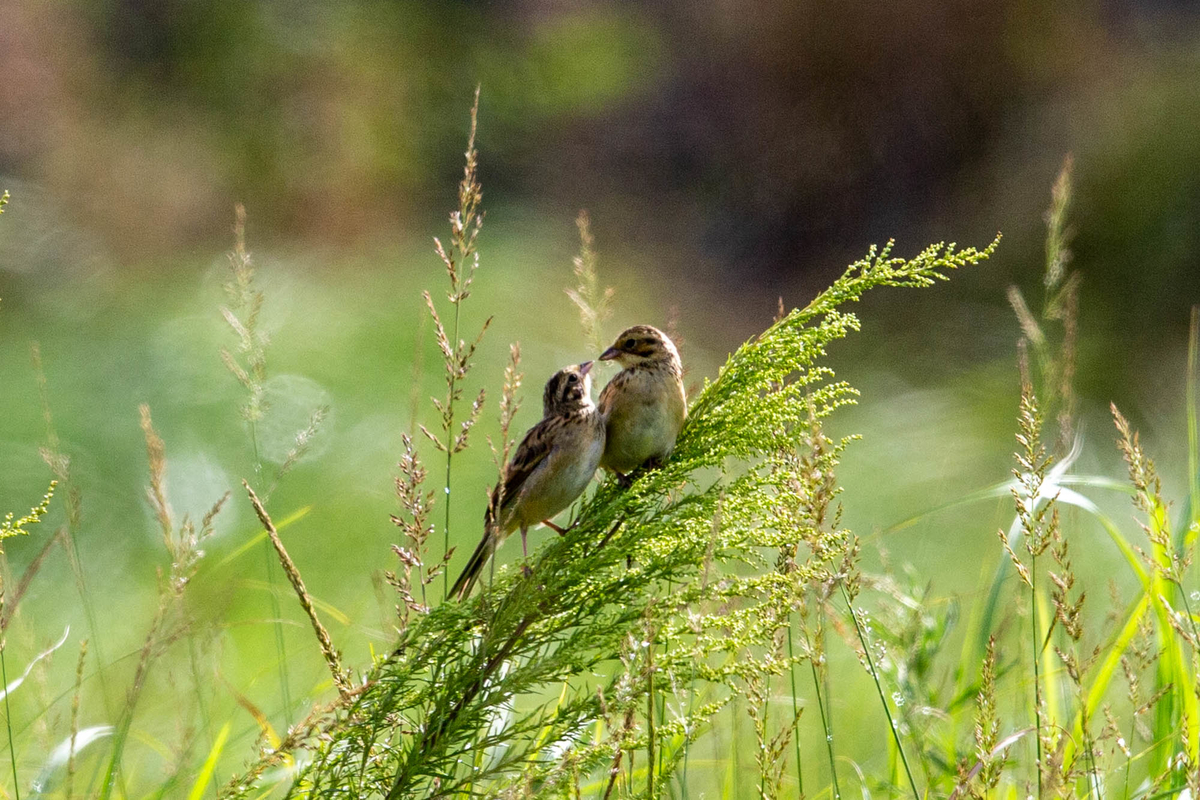 f:id:battorisassa:20190815082218j:plain