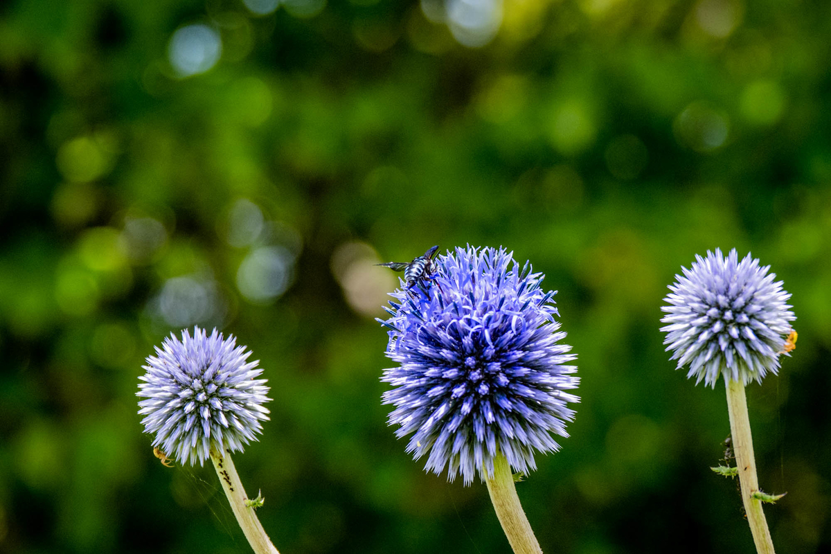 f:id:battorisassa:20190816085118j:plain