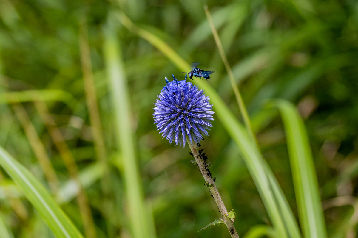 f:id:battorisassa:20190816085134j:plain