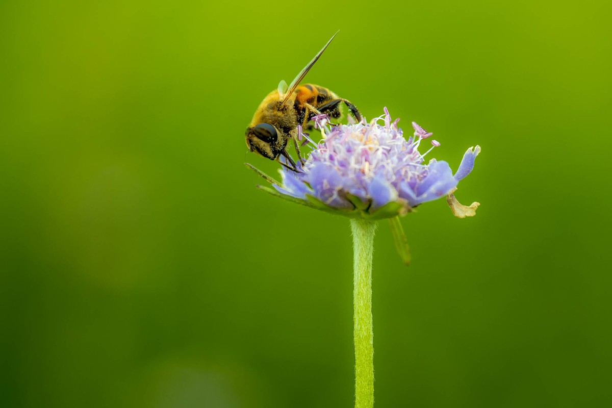 f:id:battorisassa:20190817081423j:plain