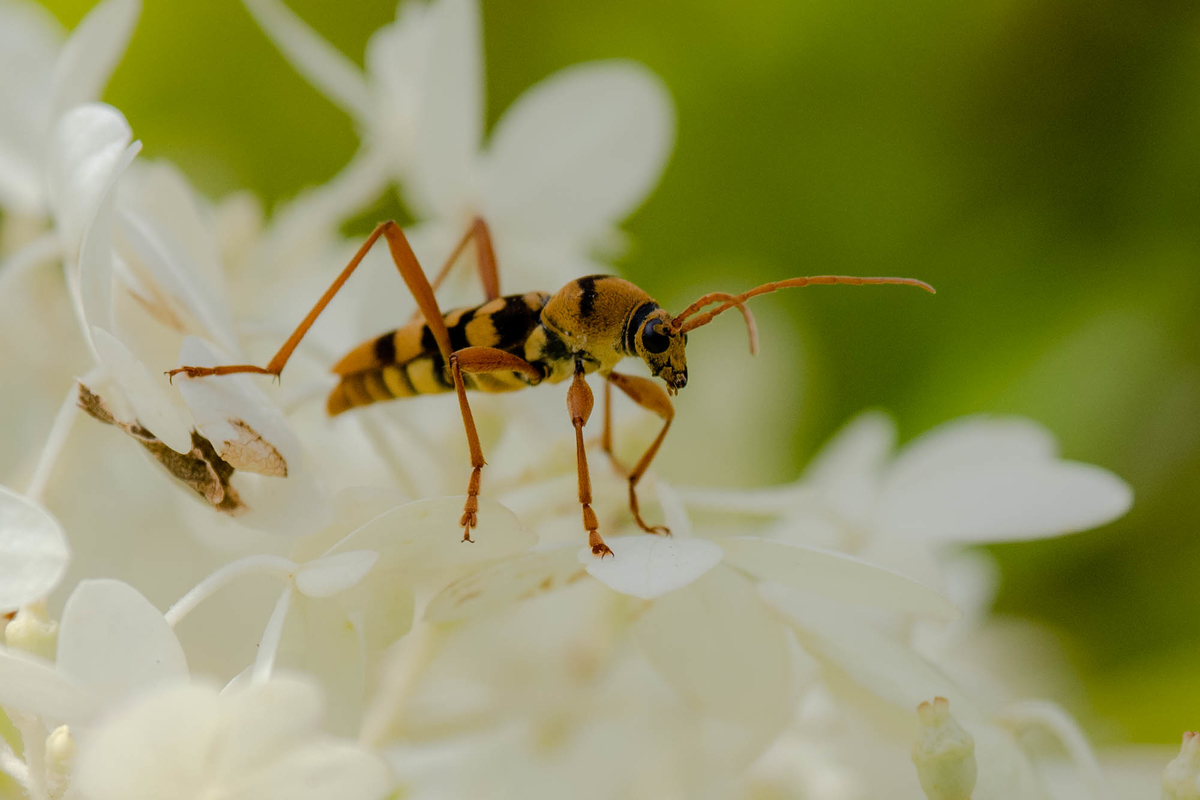 f:id:battorisassa:20190817081538j:plain
