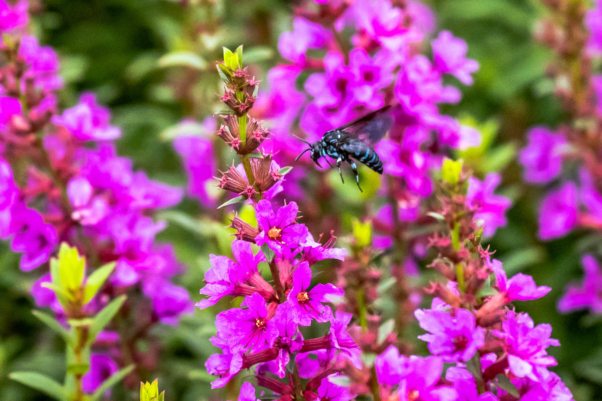 f:id:battorisassa:20190820081022j:plain