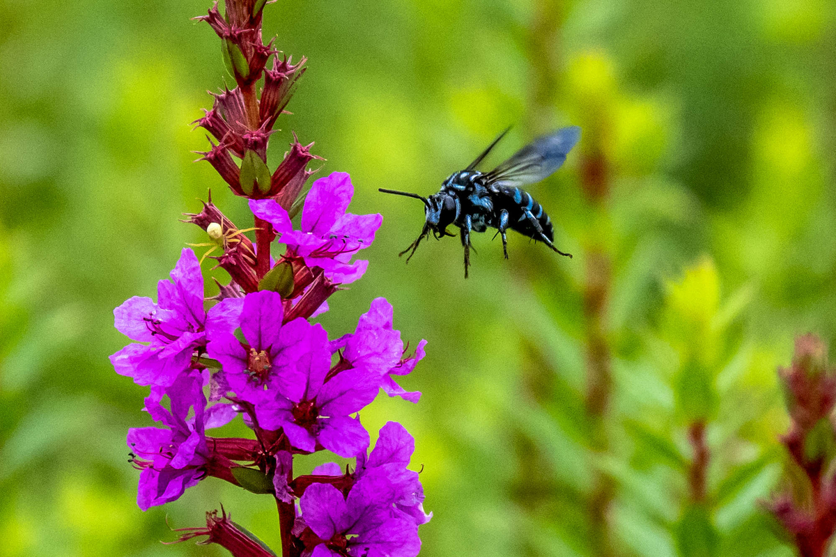 f:id:battorisassa:20190820081040j:plain