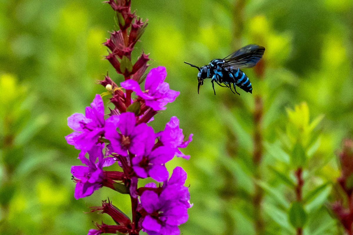 f:id:battorisassa:20190820081057j:plain