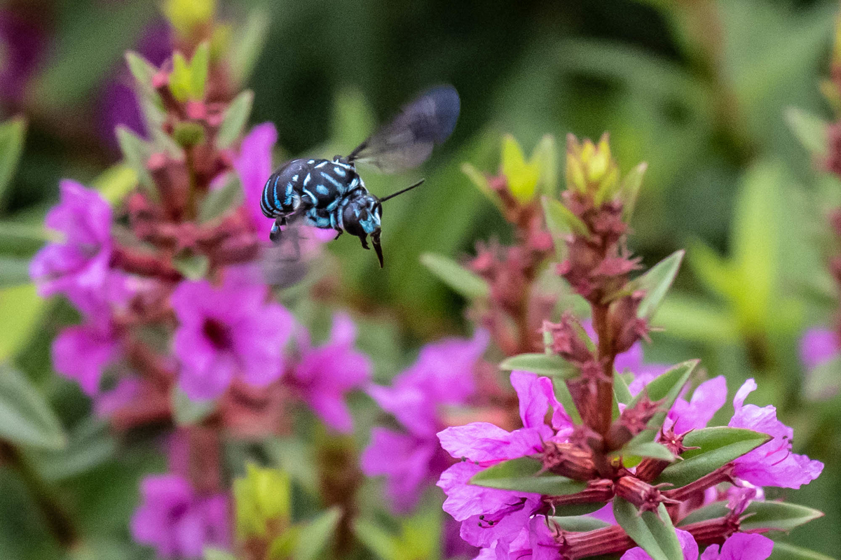 f:id:battorisassa:20190820081134j:plain