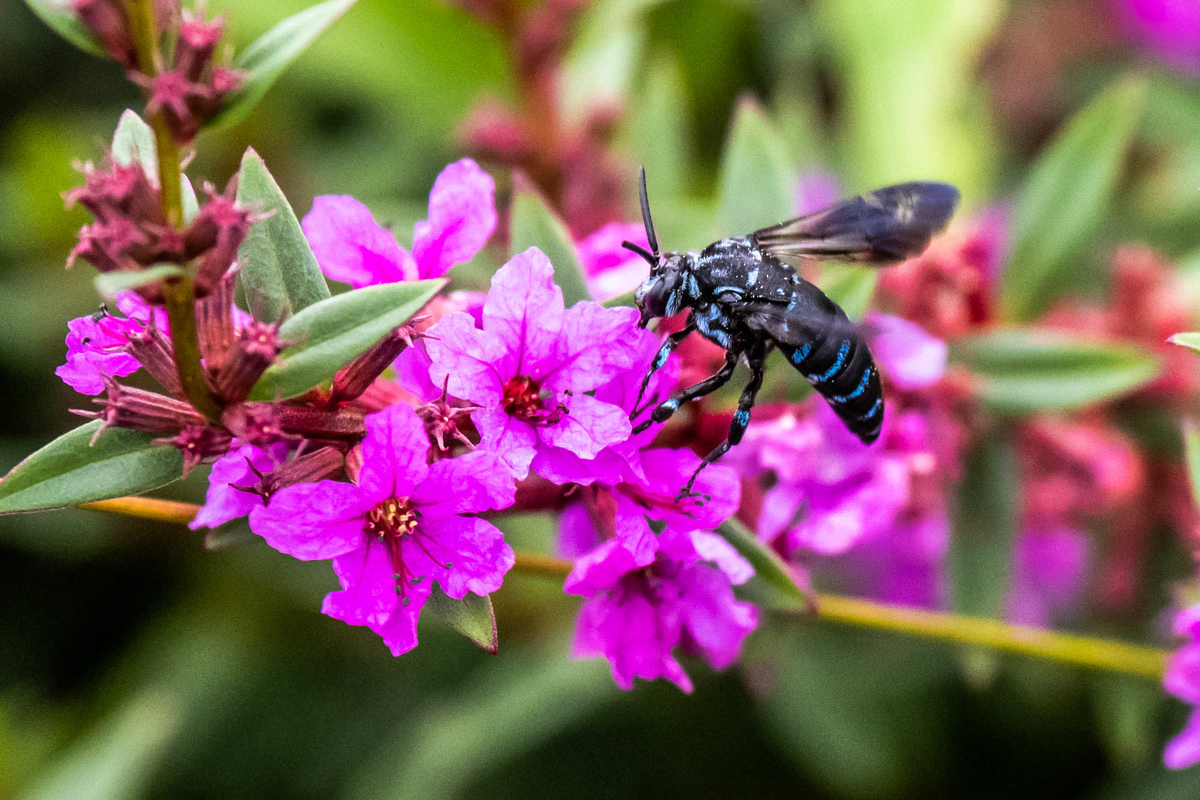 f:id:battorisassa:20190820081158j:plain