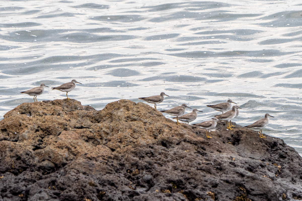f:id:battorisassa:20190823064002j:plain