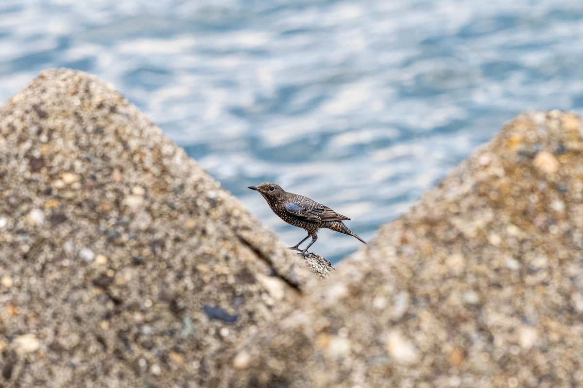 f:id:battorisassa:20190824063011j:plain