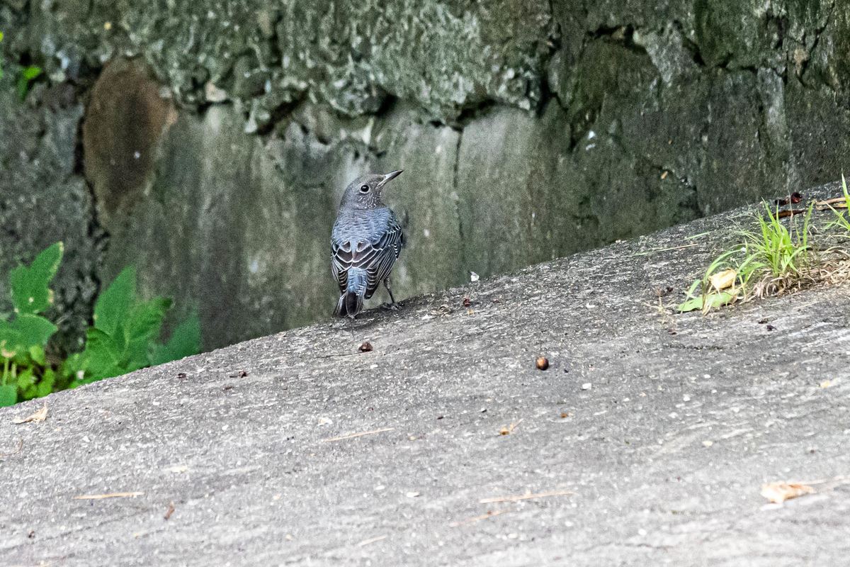 f:id:battorisassa:20190824063054j:plain