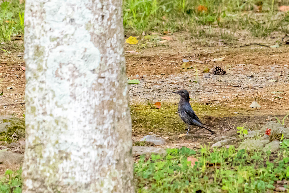 f:id:battorisassa:20190824063124j:plain