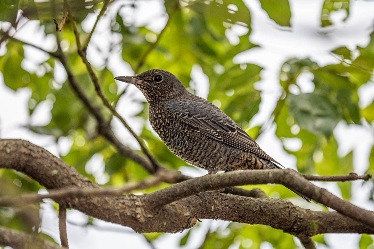 f:id:battorisassa:20190825061606j:plain