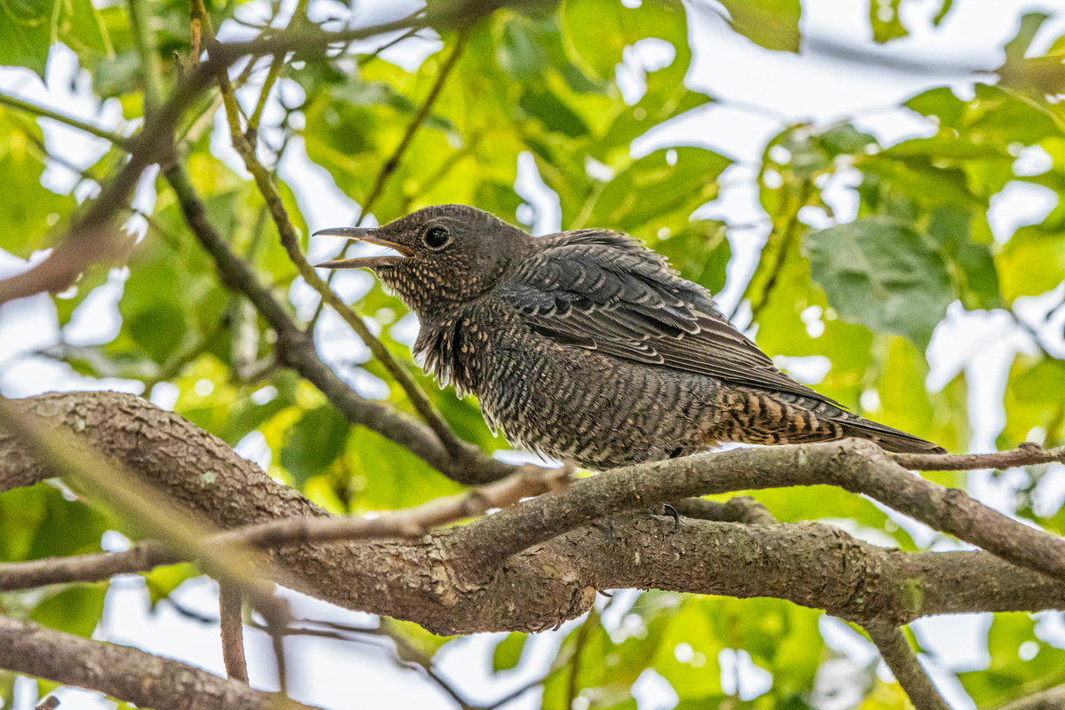 f:id:battorisassa:20190825061620j:plain
