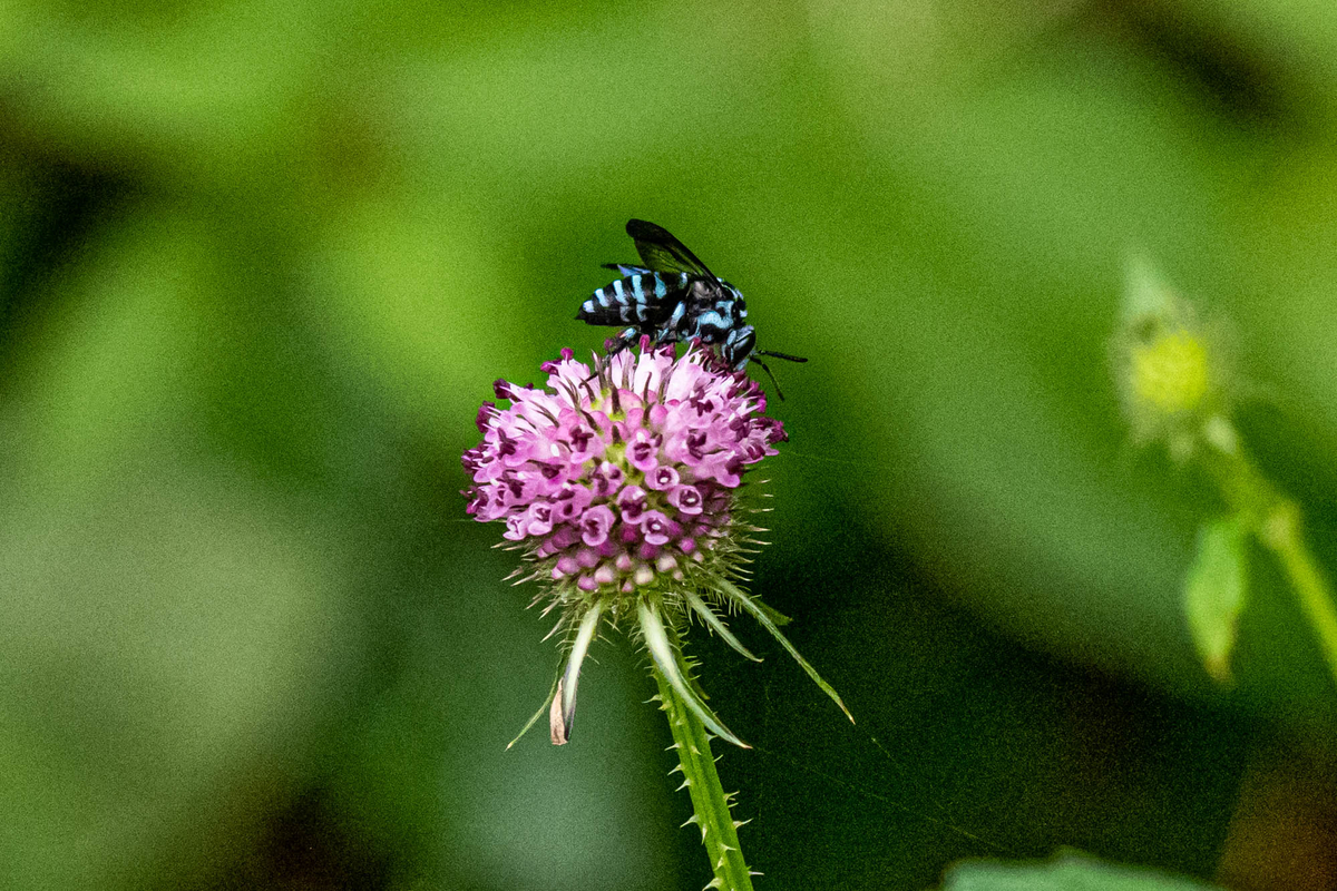 f:id:battorisassa:20190827191554j:plain