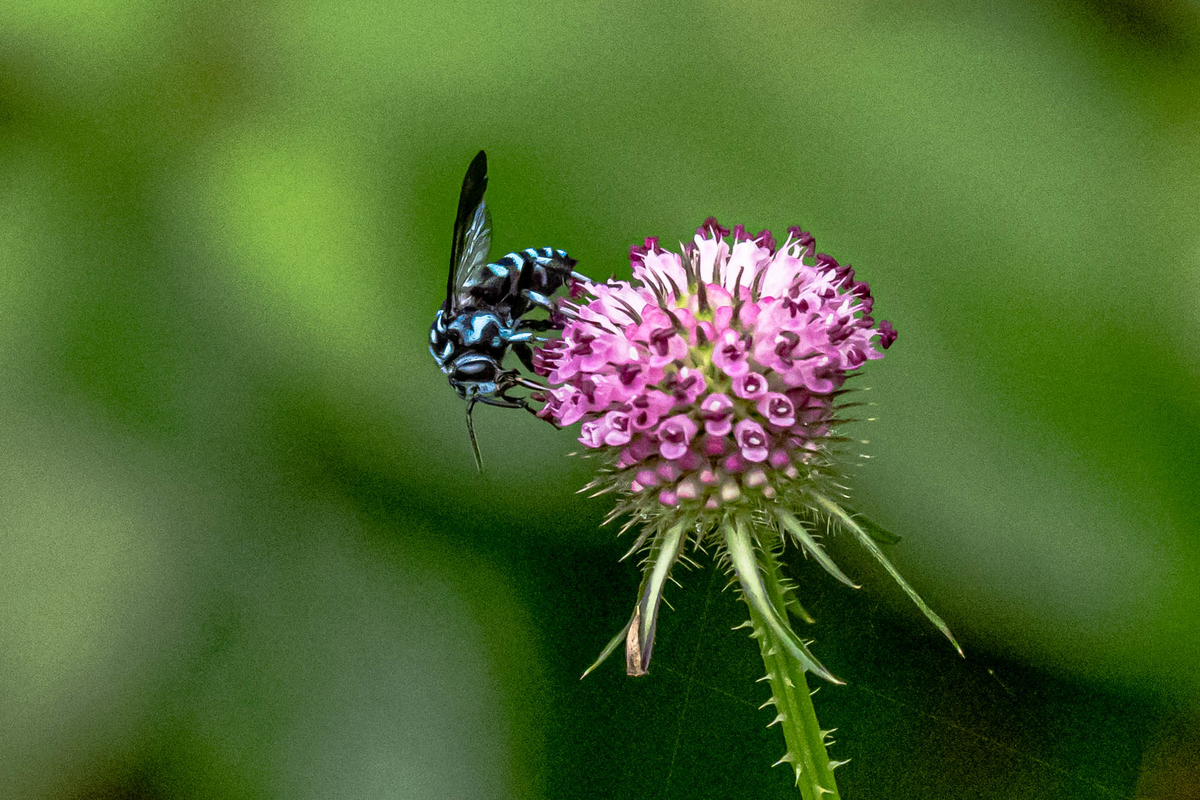 f:id:battorisassa:20190827191616j:plain