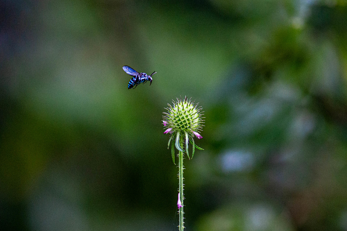 f:id:battorisassa:20190827191632j:plain