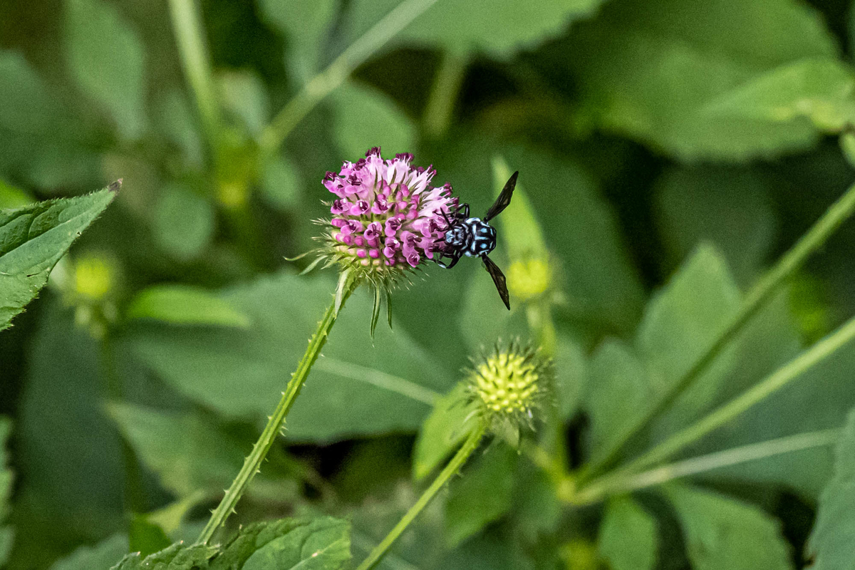 f:id:battorisassa:20190827191652j:plain