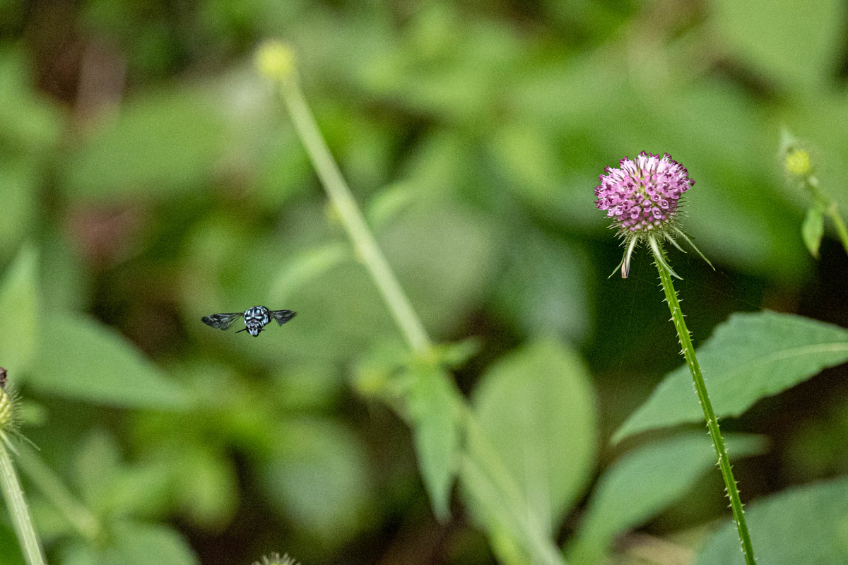 f:id:battorisassa:20190827191710j:plain