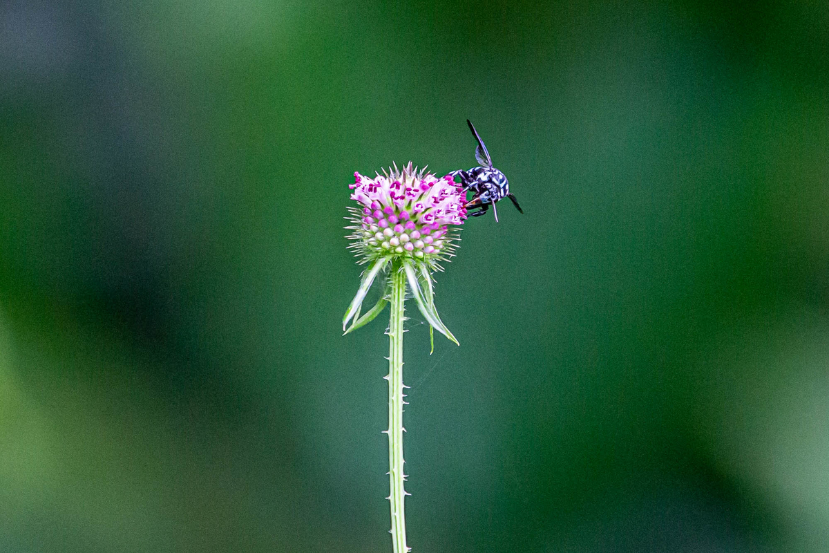 f:id:battorisassa:20190827191726j:plain