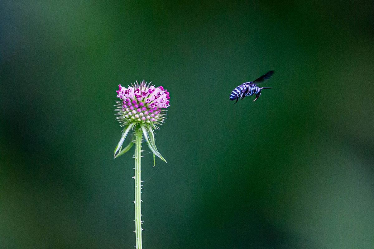 f:id:battorisassa:20190827191741j:plain