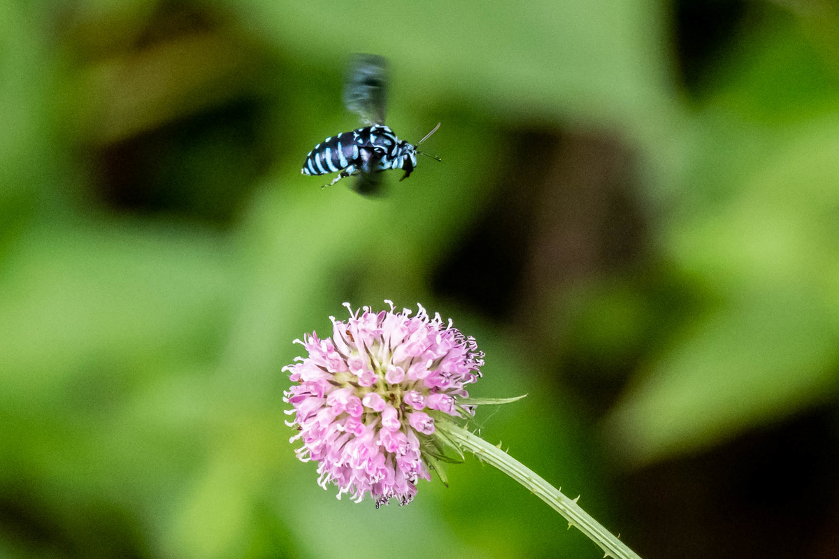 f:id:battorisassa:20190830211254j:plain