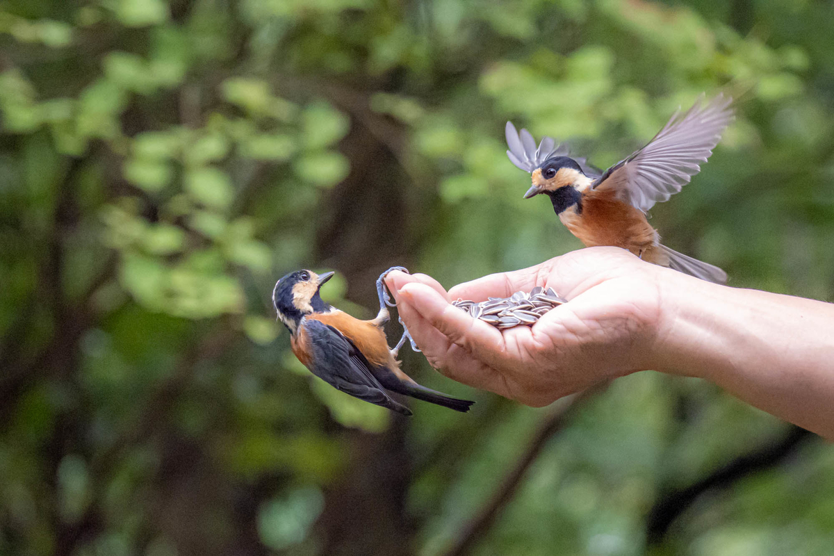 f:id:battorisassa:20190907184251j:plain
